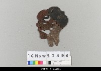 藏品(中國湖北皮影戲偶頭-淨)的圖片